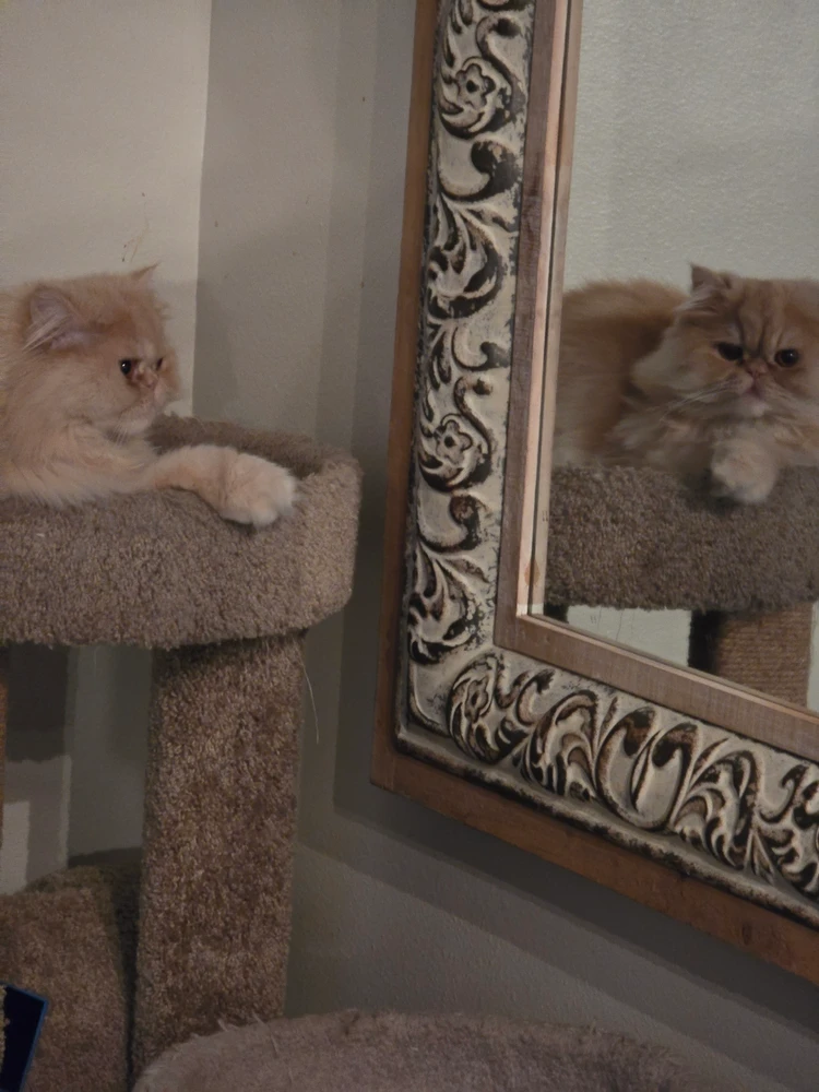 GIF uploaded by Emiliano