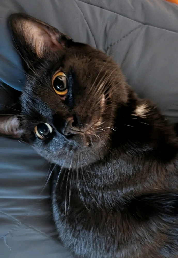 GIF uploaded by Eliemil