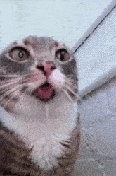 GIF eropgeluede vum Huddy