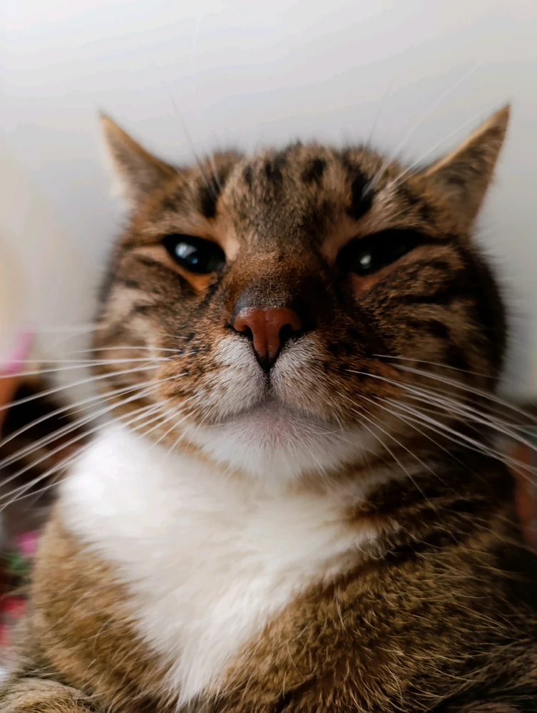GIF imtella' minn Dorota