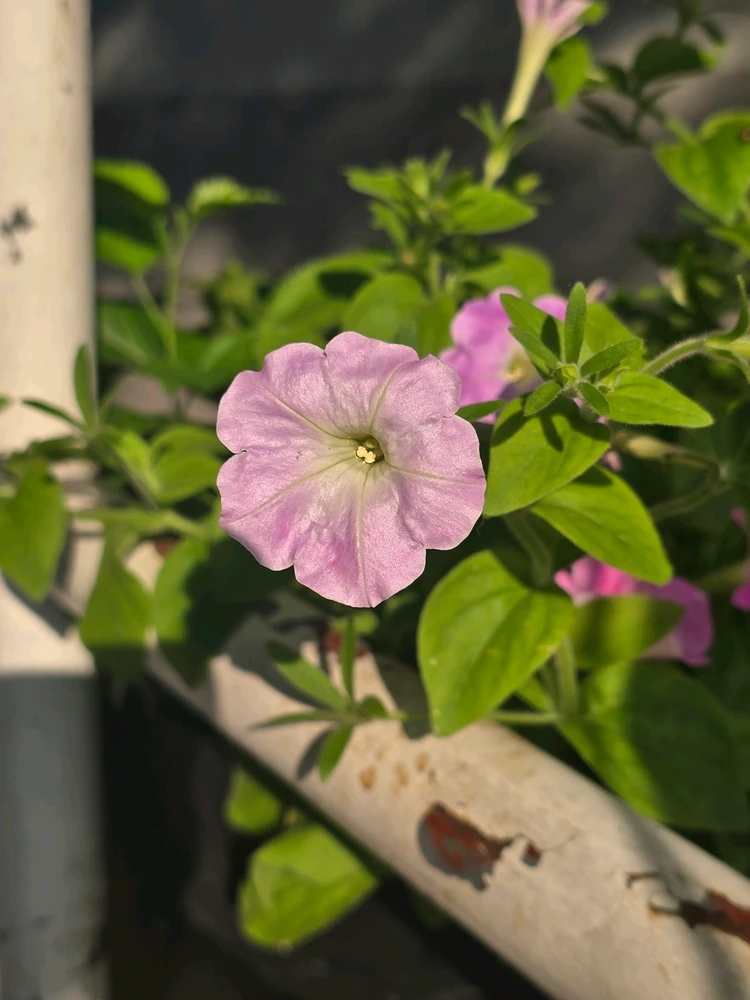 GIF הועלה על ידי 《🌹.::Lenöré::.🌹》