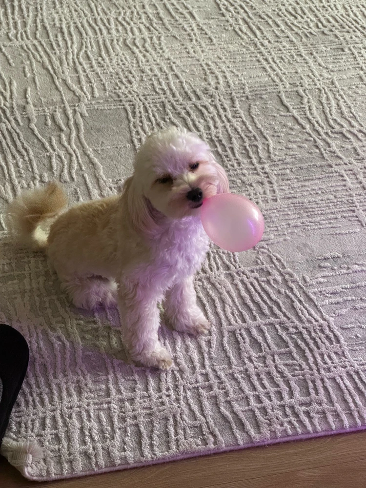 GIF uploaded by JF