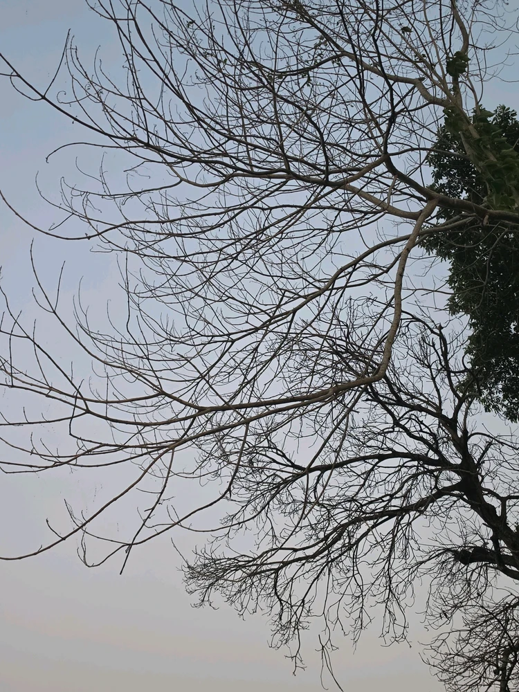 Image uploaded by Celestial Canvas