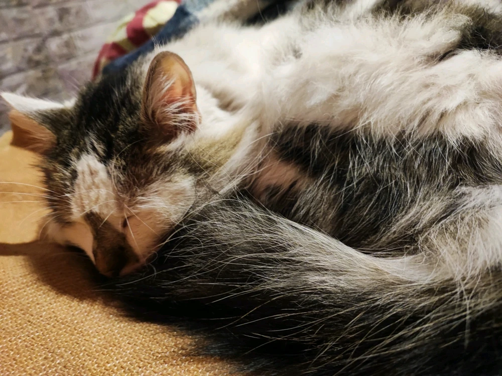GIF încărcat de Camiloamil
