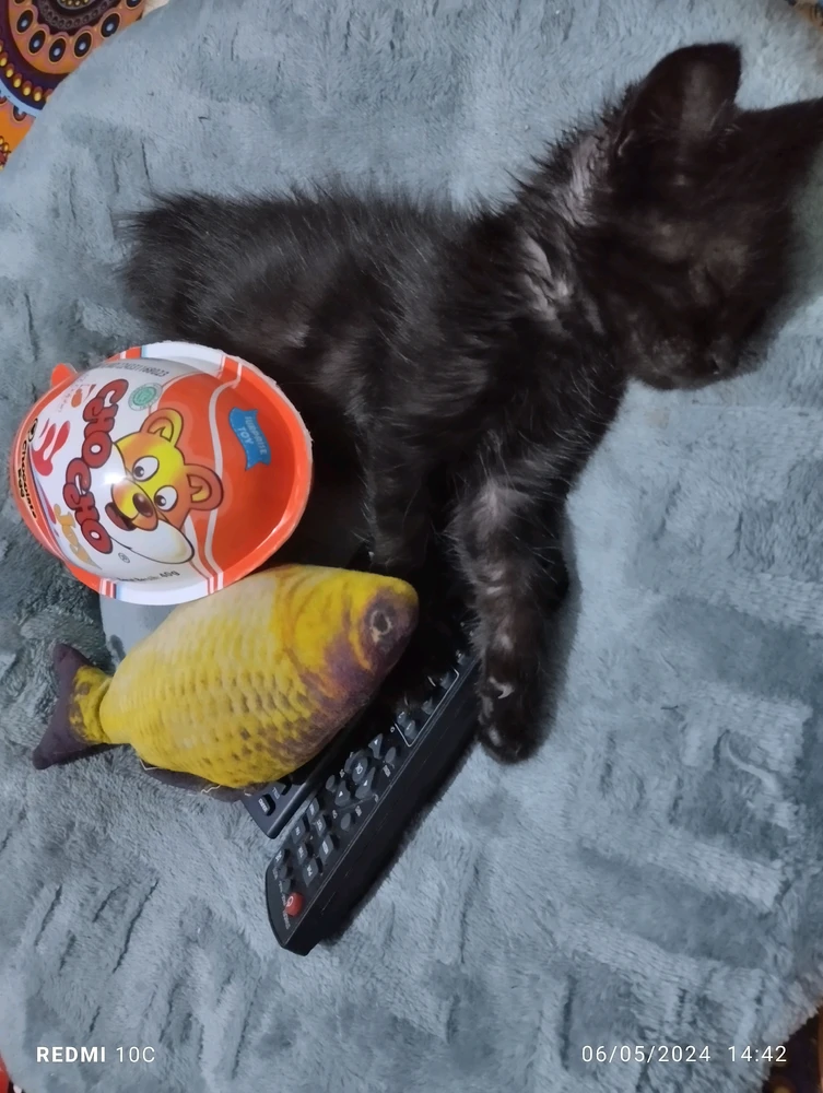 GIF eropgeluede vum Olif