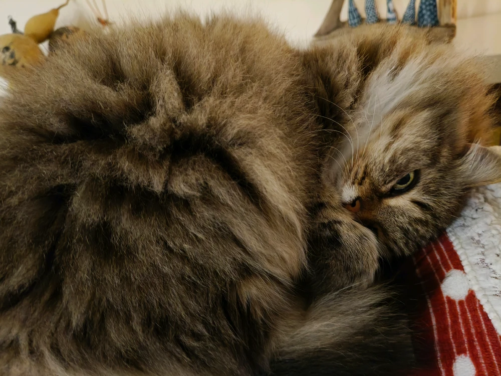 GIF uploaded by Paju