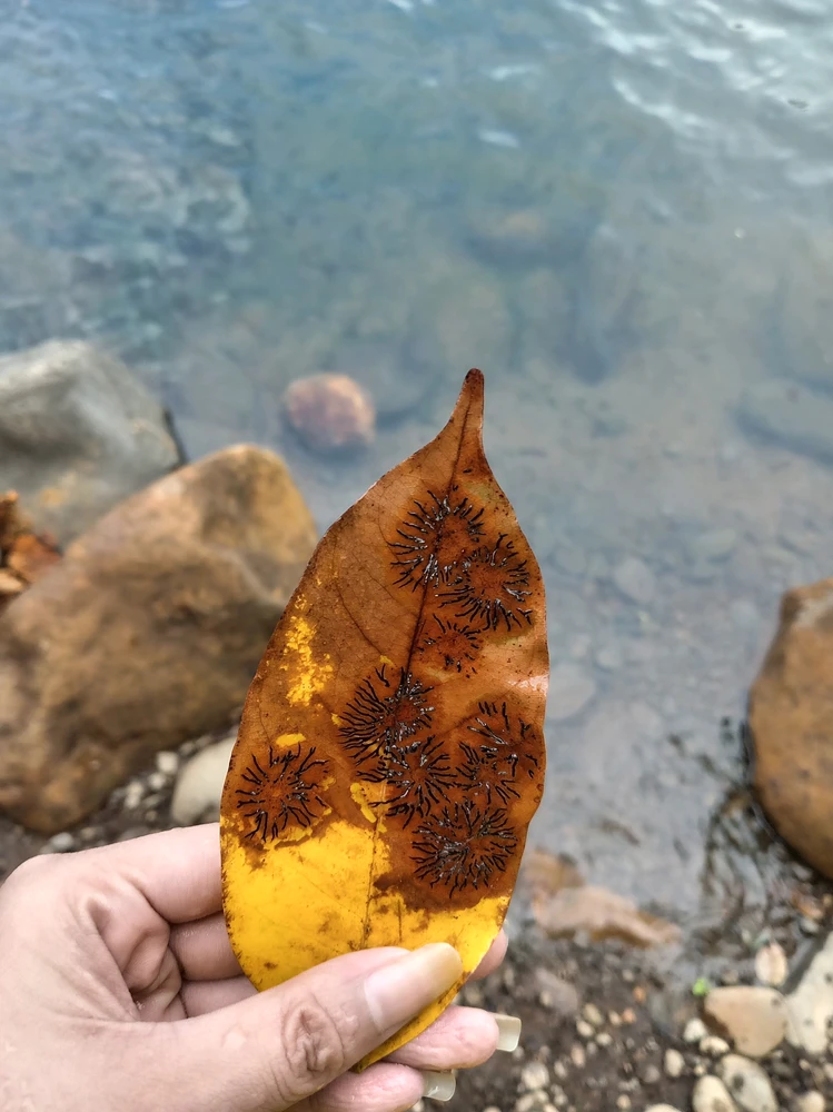 Image uploaded by Collaine