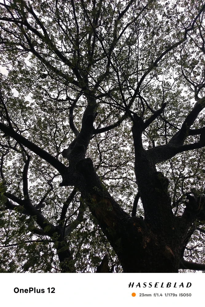 Image uploaded by Soham Babu