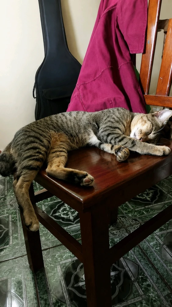 GIF hochgeladen von Beezeecambodia