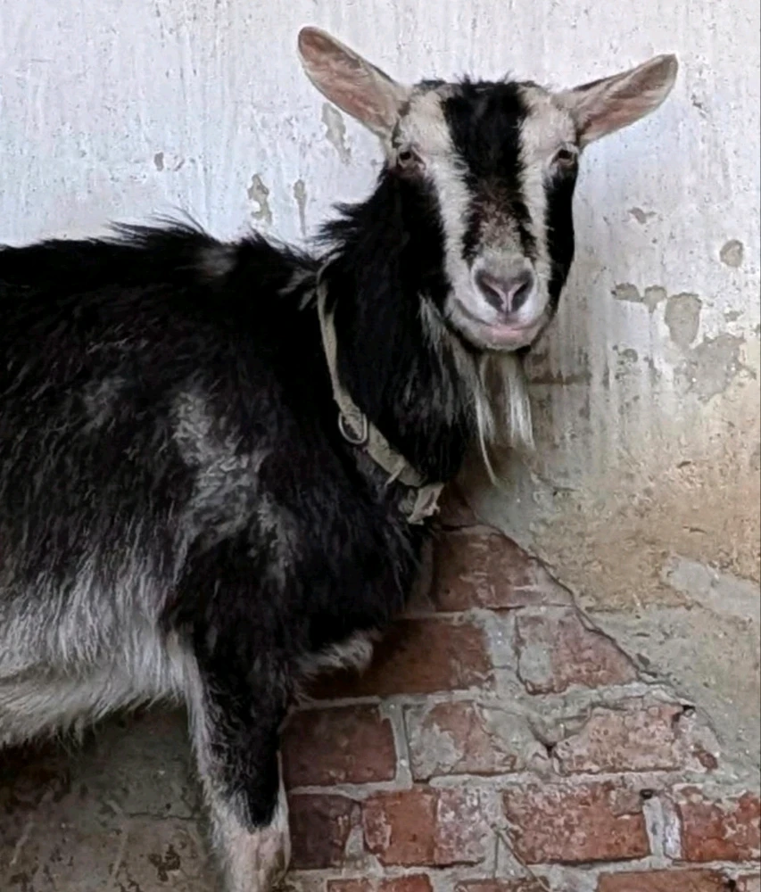 Setšoantšo se kentsoeng ke Szilvi