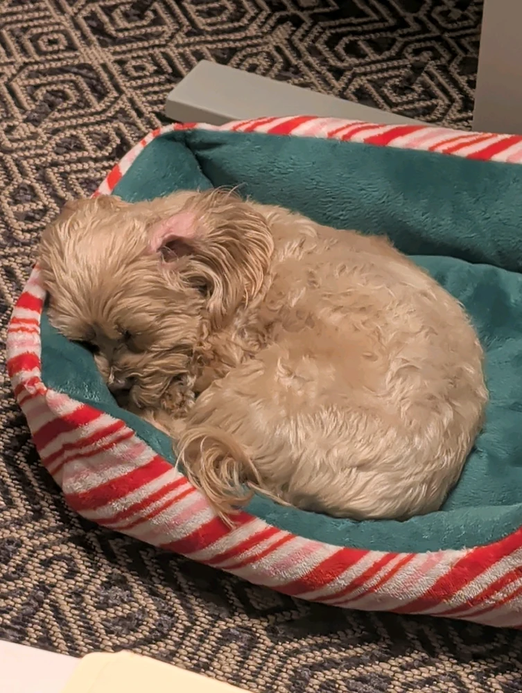 GIF hochgeladen von Bailey