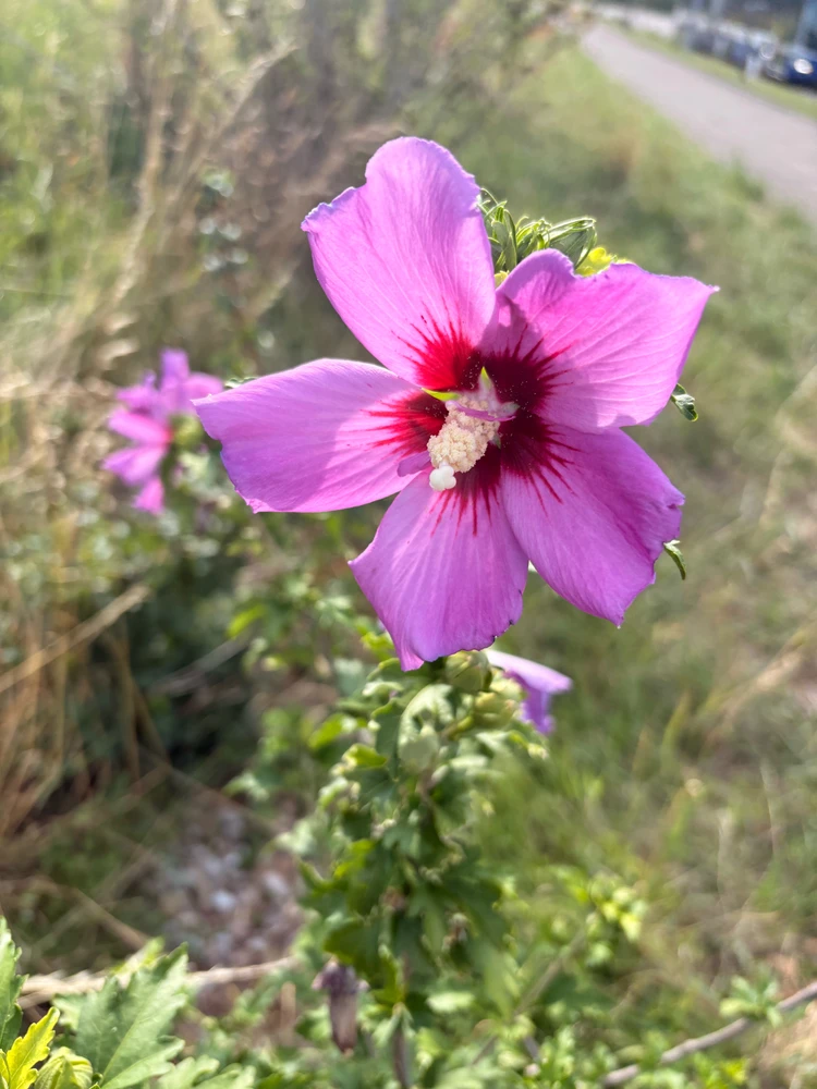 GIF uploaded by ℳℴ𝓇𝓃𝒾𝓃ℊ𝓈𝓉𝒶𝓇