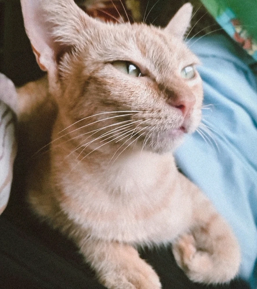 Image uploaded by Collaine