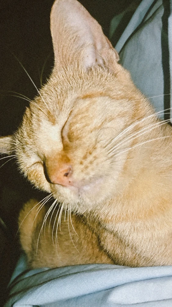 Image uploaded by Collaine