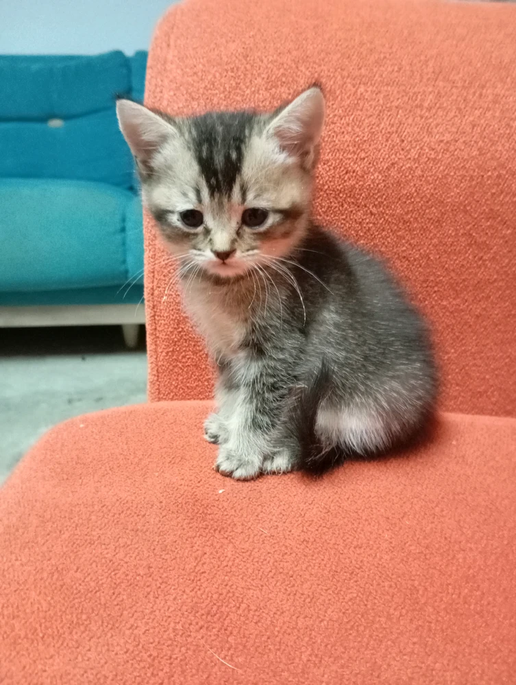 Image uploaded by TEO