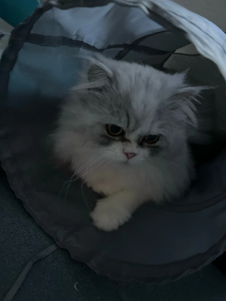 GIF naložil Marco D.