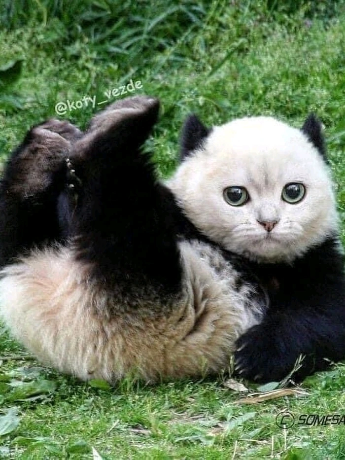 Image uploaded by Moondoggy