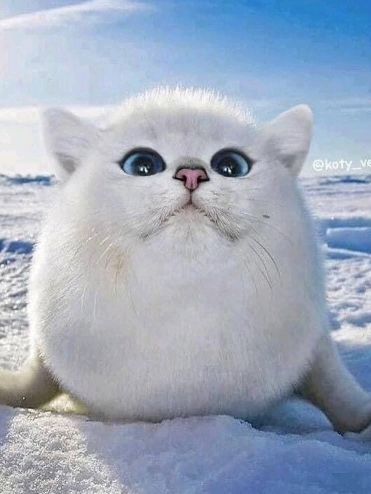 Image uploaded by Moondoggy