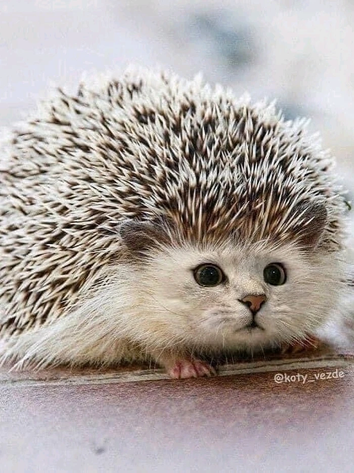 Image uploaded by Moondoggy