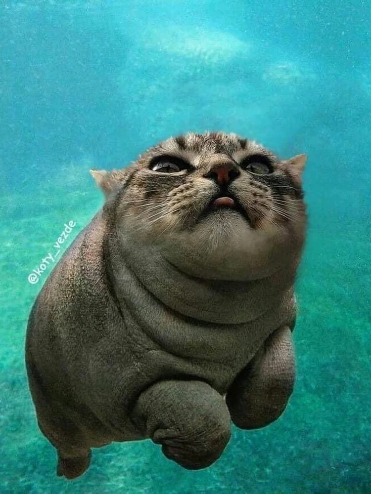 Image uploaded by Moondoggy