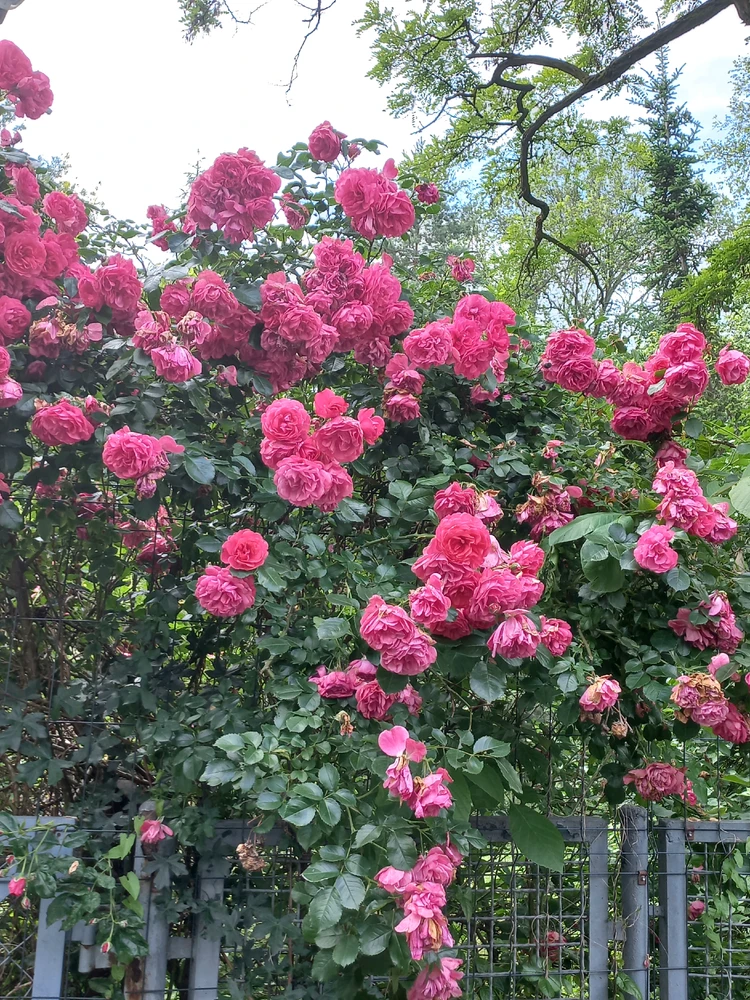 Image uploaded by Zofia