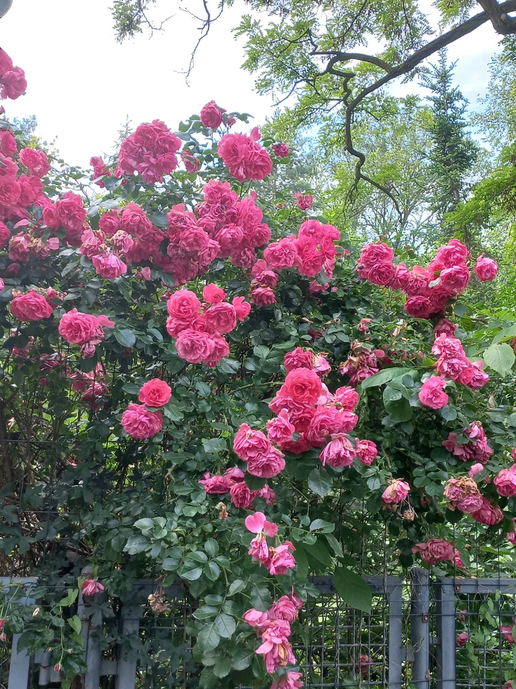 Image uploaded by Zofia