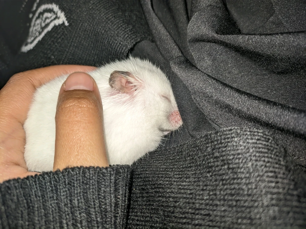 GIF uploaded by Shofi