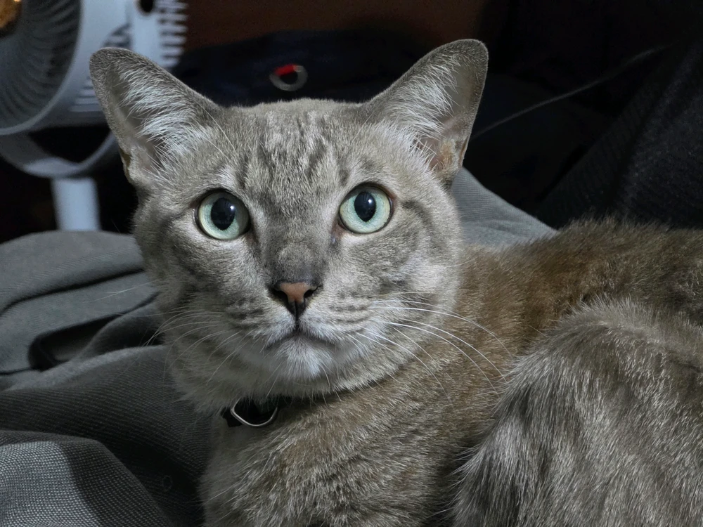 GIF อัปโหลดโดย Mew