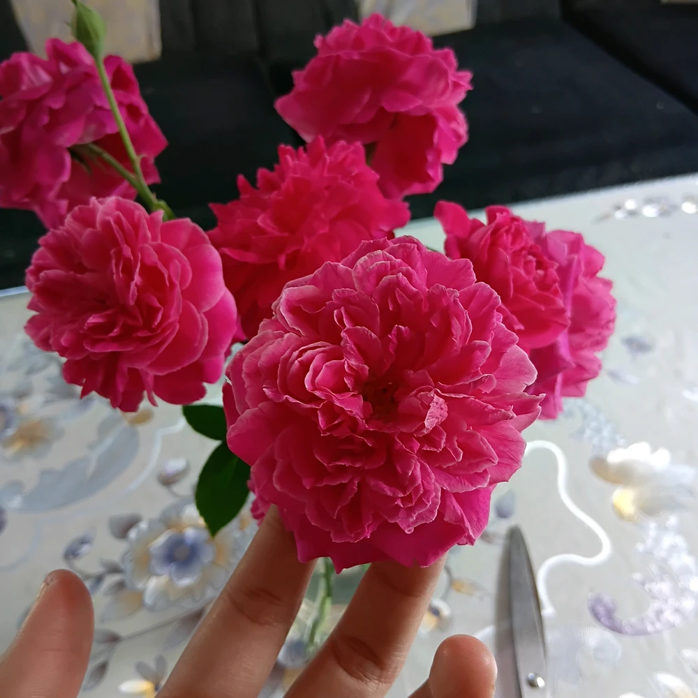 د Alif لخوا GIF اپلوډ شوی