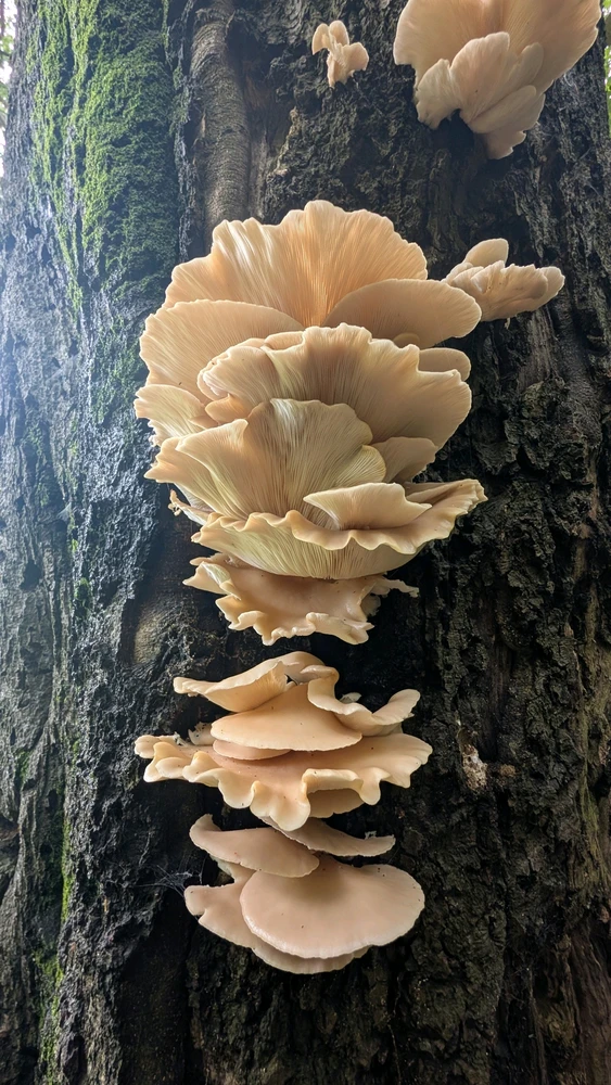 Image uploaded by Mrshll