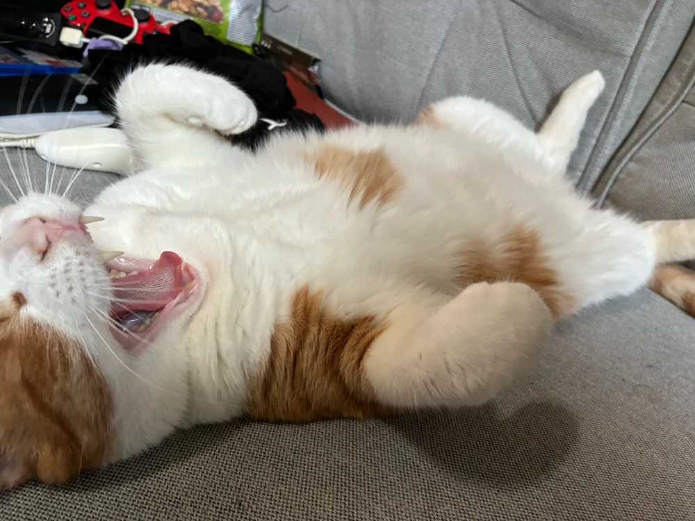 GIF pujat per Biskuit