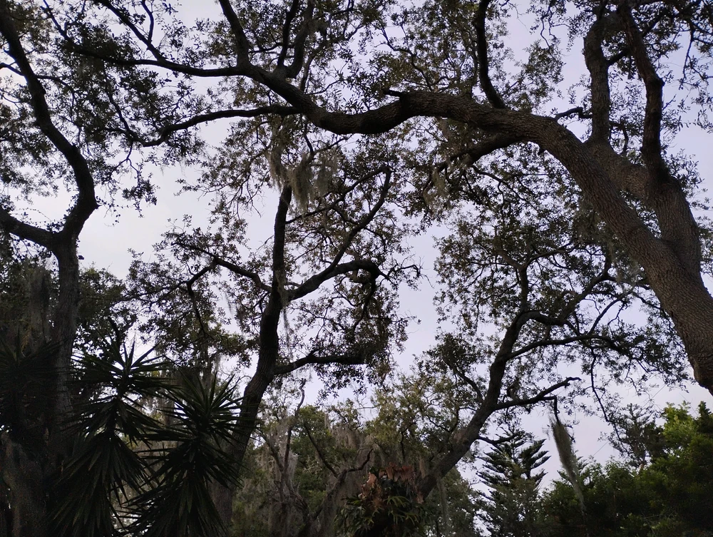 Image uploaded by Sarah Safflower