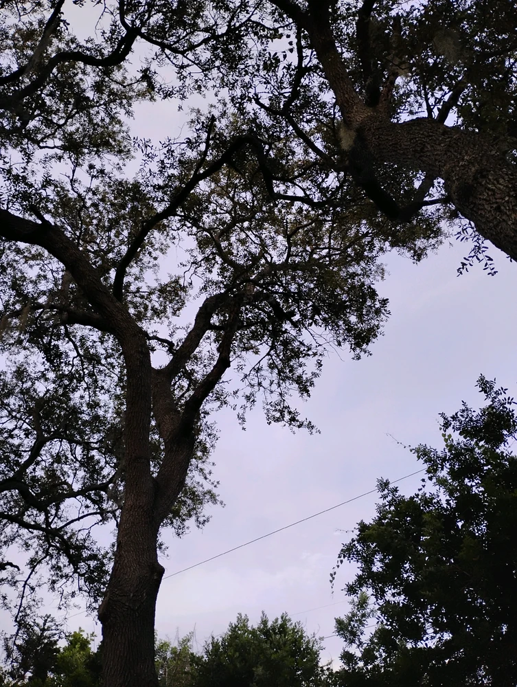 Image uploaded by Sarah Safflower