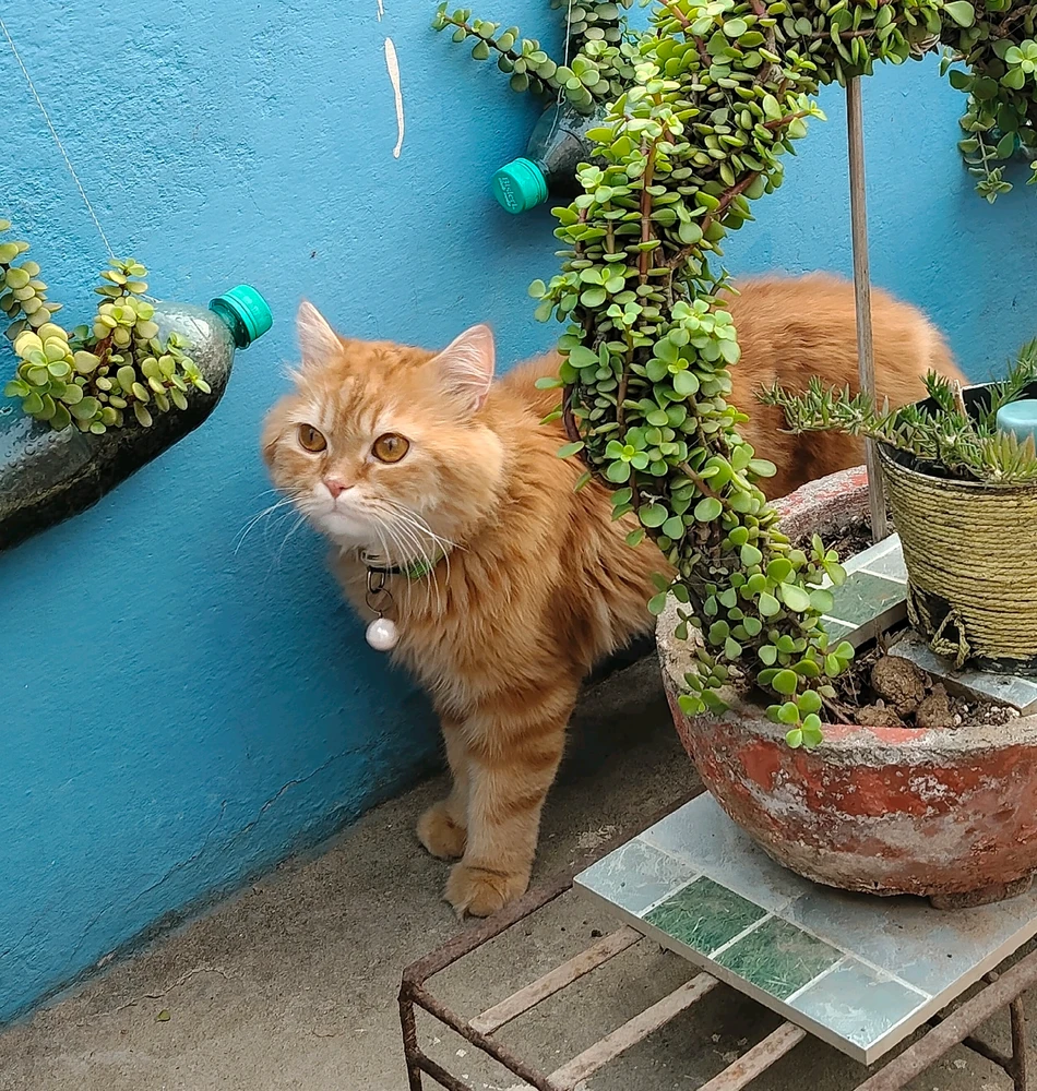 Immaġni mtellgħa minn Tanishq