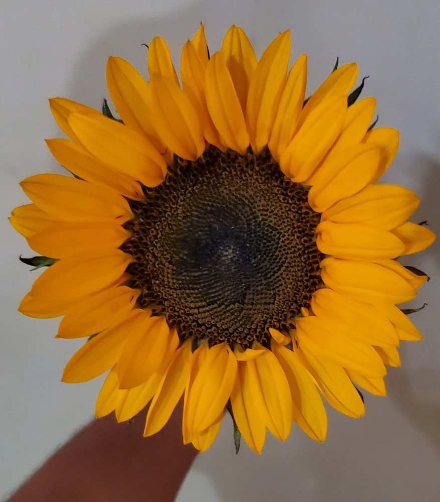Image uploaded by Laury