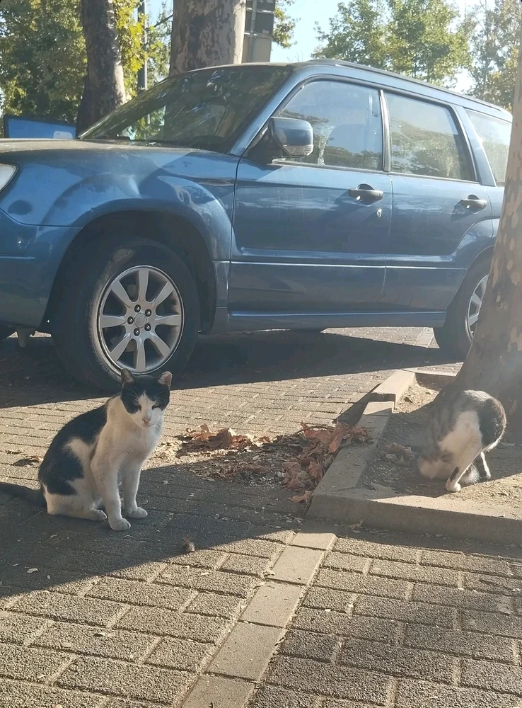 GIF i tukuna ake e João
