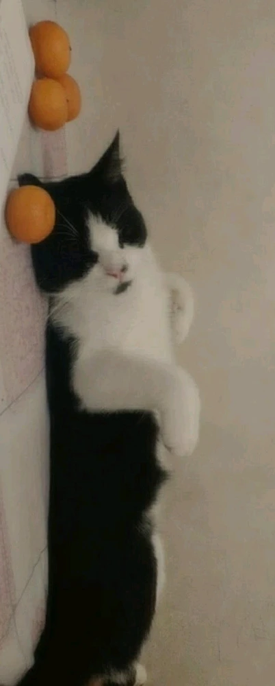 GIF gi-upload ni potato