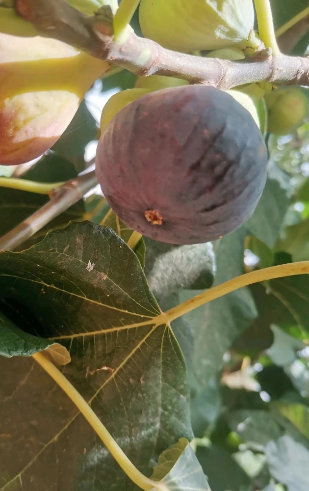 Beautiful black fig. 