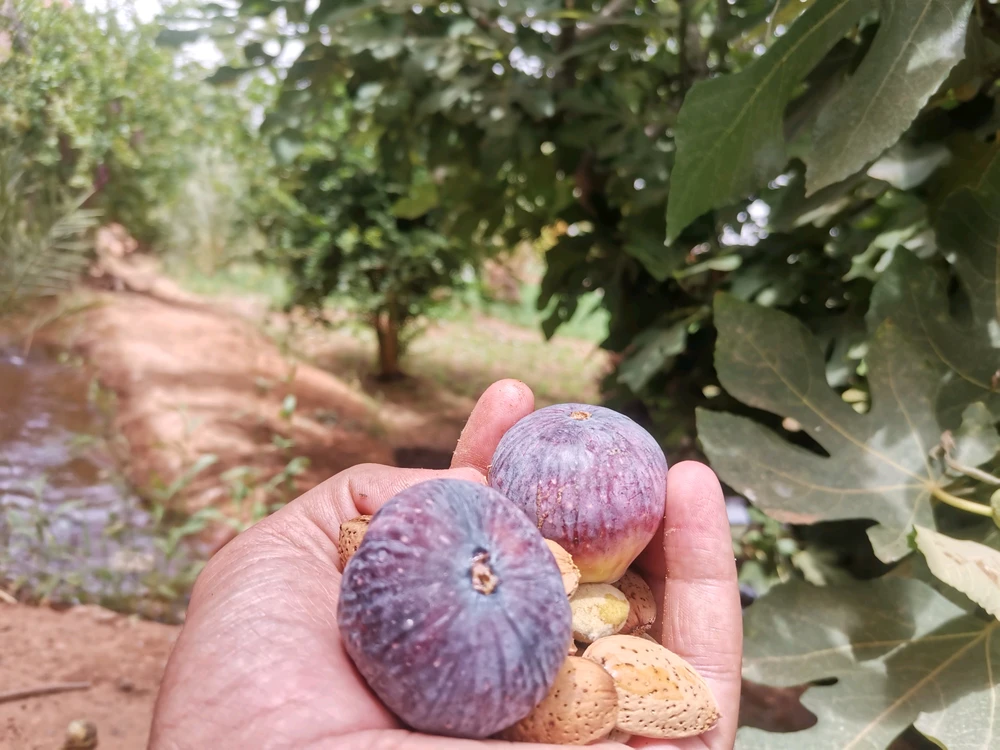 Two black figs and some almonds. 