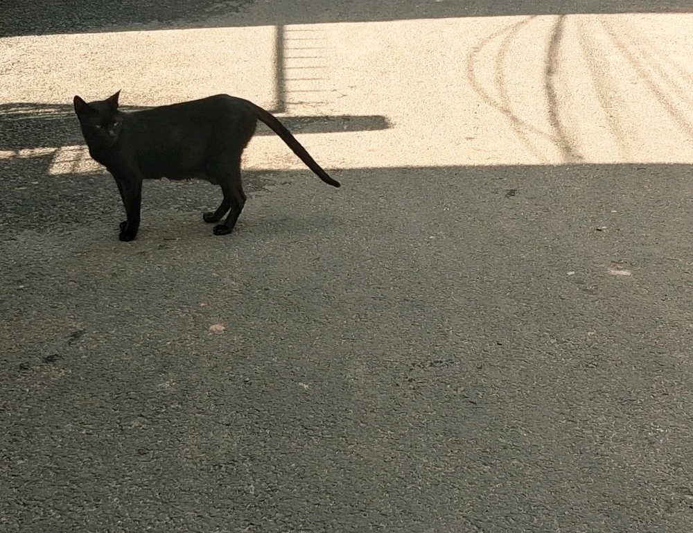 GIF uploaded by P
