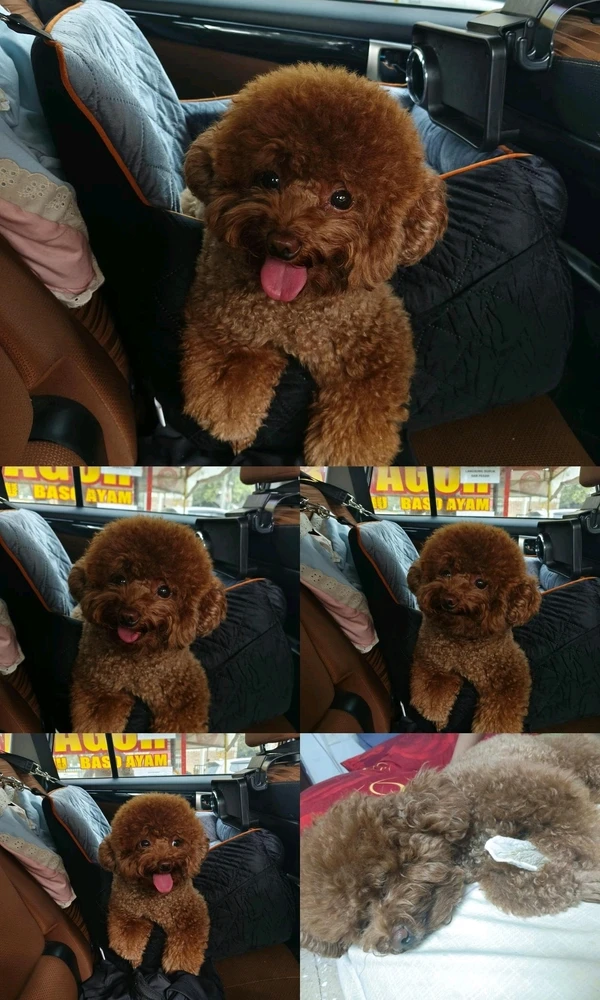 GIF diunggah ku feiifeii