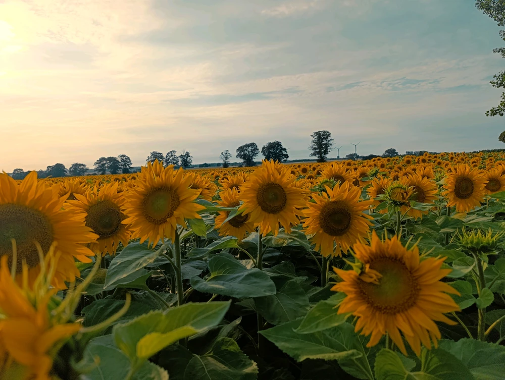 Image uploaded by Dorota