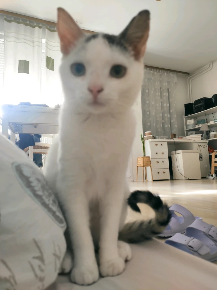 GIF tí Jurica gbé sókè