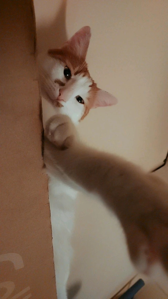 GIF tí Serhat gbé sókè