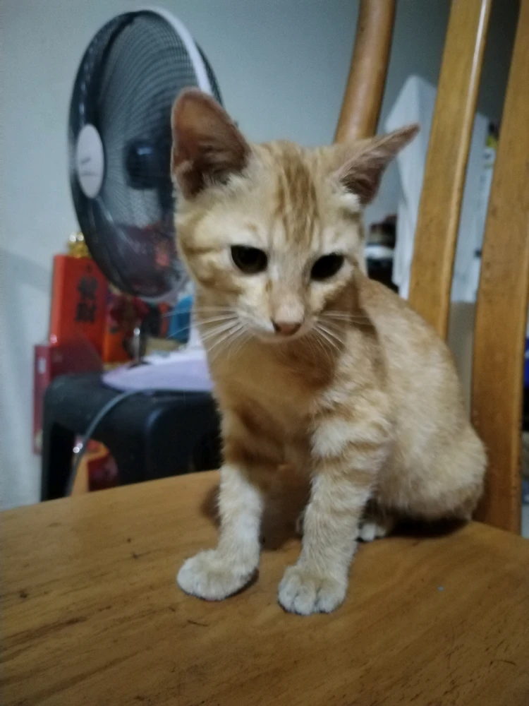 GIF tí Alicia gbé sókè