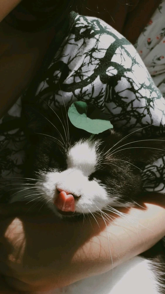 GIF eropgeluede vum potato