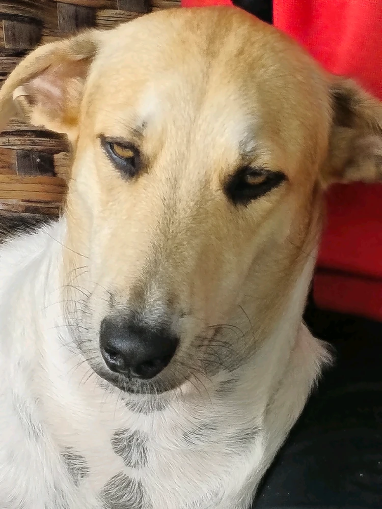 GIF eropgeluede vum Cloe