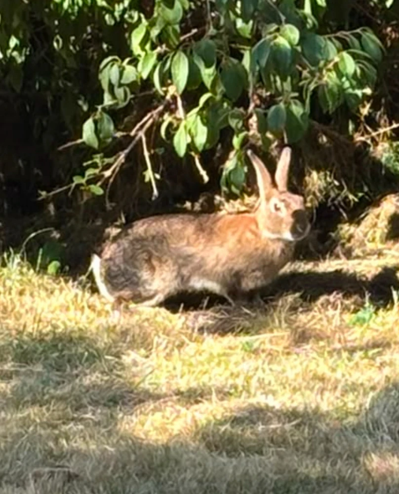 GIF ארויפגעלאדן דורך Simon