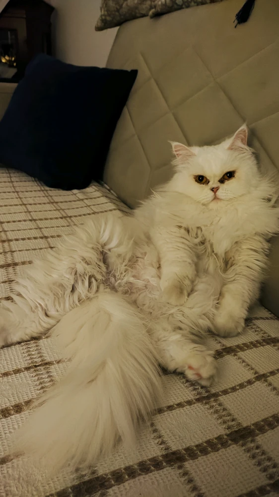 GIF lastet opp av FURKAN