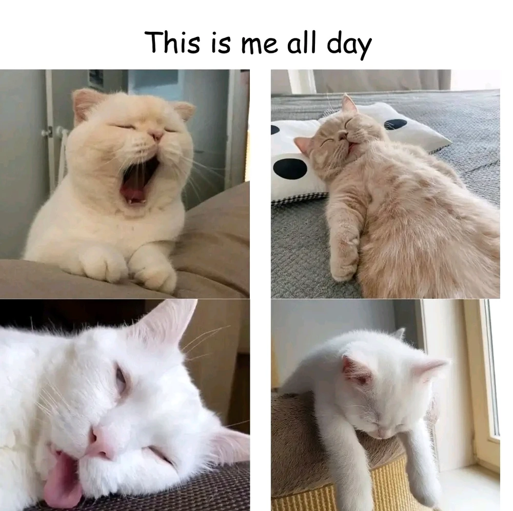 GIF įkėlė Zee